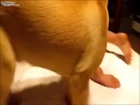 Never in advance of seen Homemade wench trying Zoophilia